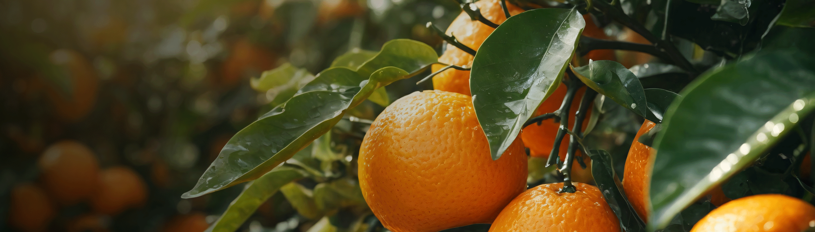 Citrus Grove - Crop nutrition combats iron deficiency in high-pH soils