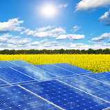 solar panels in front of field with yellow flowers on a sunny day