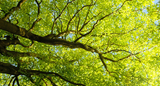 Green tree branches with fresh leaves against a bright blue sky, viewed from below.