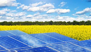solar panels in front of field with yellow flowers on a sunny day