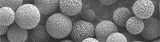 Swipe electron microscope (SEM) image of Kromasil® 10 micrometer super wide pore silica particles.