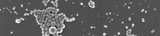 SEM image of Levasil® colloidal silica particles