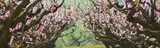 Image of apple trees with many small light pink flowers. Nouryon produces high performance chelated micronutrients, essential ingredients in the agricultural market.