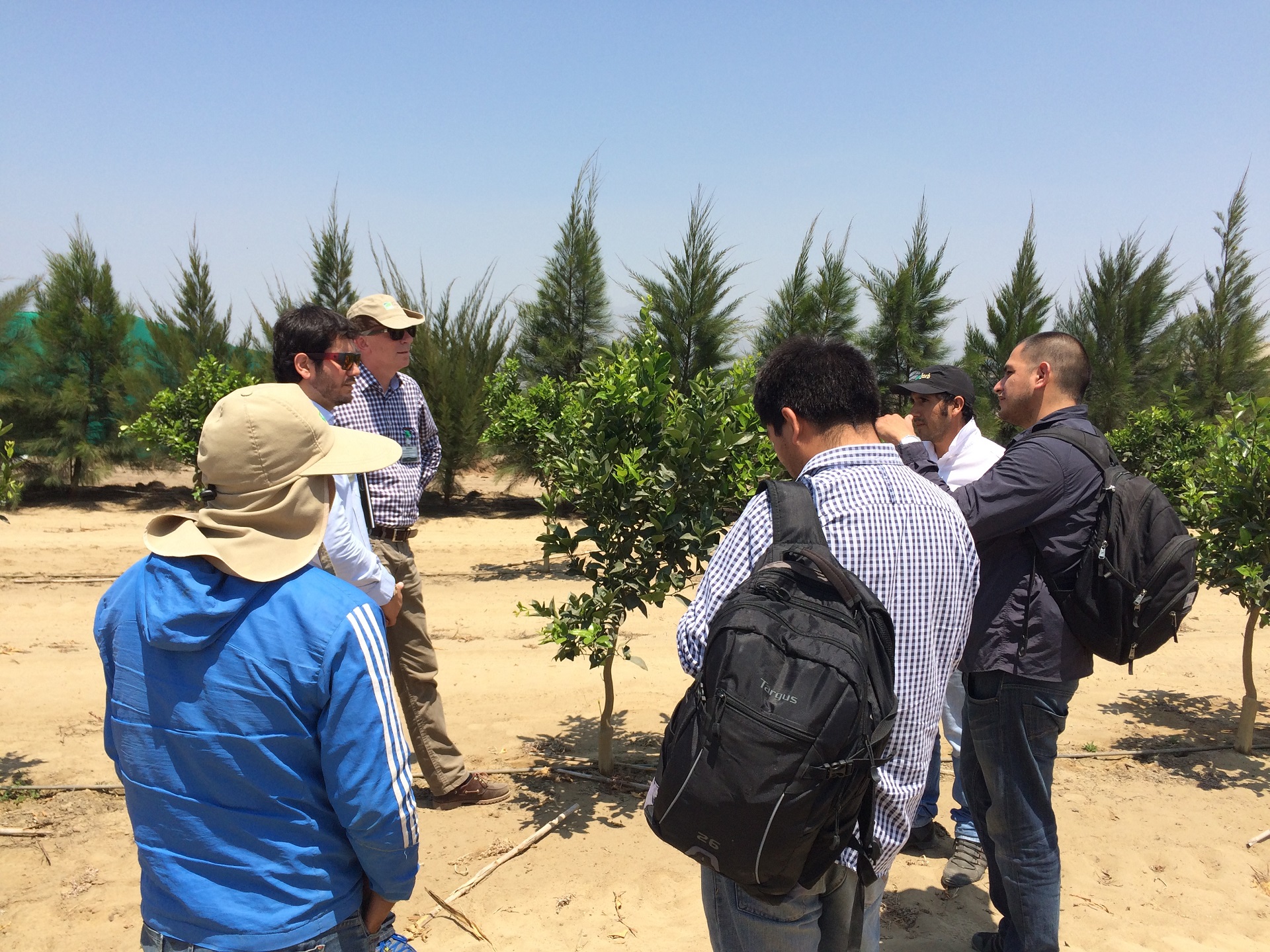 People discussing micronutrients deficiency in citrus in Peru. Our Micronutrients are essential ingredients in agricultural markets. 