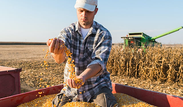 Farmer sitting in big pil of corn
