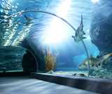 Building aquariums of plexiglass