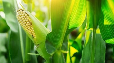 An ear of corn in a cornfield.