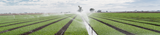 Sprinklers on agricultural field