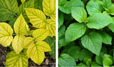 Crop nutrition: Leaf with and without sufficient iron supply
