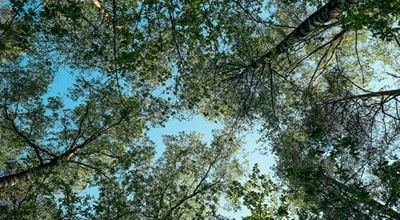 Trees, Kvarntorp, energy