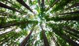 Nouryon has signed a long-term agreement with Arauco to supply essential sodium chlorate and chlorine dioxide solutions for Arauco’s new $4.6 billion pulp mill in Mato Grosso do Sul, Brazil.